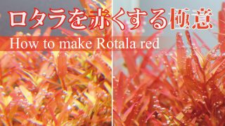 Thumbnail of post image 168