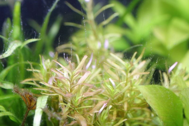 15 植栽から28日目 ロタラ インディカ 水草動画ブログ