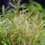 ロタラ インディカ 赤くなる人気のロタラ 水草動画ブログ