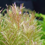 ロタラ インディカ 赤くなる人気のロタラ 水草動画ブログ