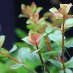 ロタラ インディカ 赤くなる人気のロタラ 水草動画ブログ