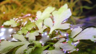 Thumbnail of post image 153
