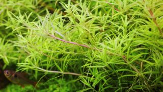 Thumbnail of post image 075