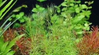 Thumbnail of post image 031