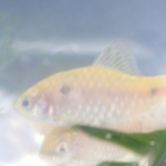 オデッサバルブ 鯉を連想させるオレンジに染まる美しい熱帯魚 水草動画ブログ