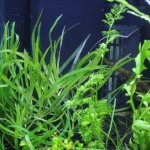 ポゴステモン メンメン 細長い葉が特徴の丈夫な有茎草 水草動画ブログ ポゴステモン メンメン 細長い葉が特徴の丈夫な有茎草 水草動画ブログ