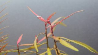 Thumbnail of post image 132