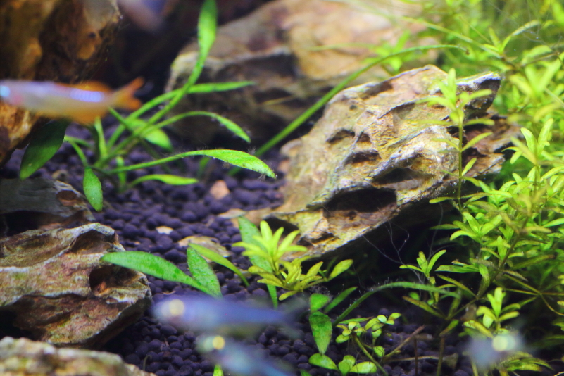 植栽から30日目 クリプトコリネ パルヴァ 水草動画ブログ