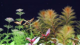 Thumbnail of post image 081