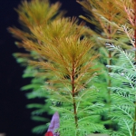 オレンジミリオフィラム 羽のような繊細な葉が美しい赤系の水草 水草動画ブログ オレンジミリオフィラム 羽のような繊細な葉が美しい赤系の水草 水草動画ブログ