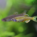 レオパードダニオ ゴールドのヒョウ柄が美しい小型魚 水草動画ブログ レオパードダニオ ゴールドのヒョウ柄が美しい小型魚 水草動画ブログ