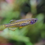 レオパードダニオ ゴールドのヒョウ柄が美しい小型魚 水草動画ブログ レオパードダニオ ゴールドのヒョウ柄が美しい小型魚 水草動画ブログ