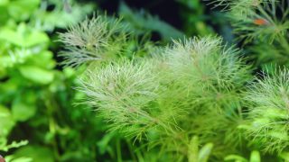 Thumbnail of post image 073
