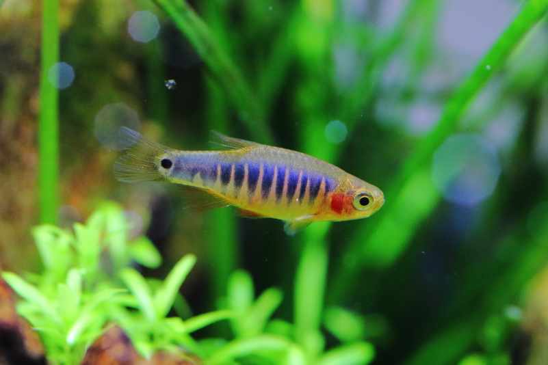 熱帯魚