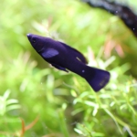 ブラックモーリー 真っ黒な熱帯魚が水槽のチャームポイントになる 水草動画ブログ