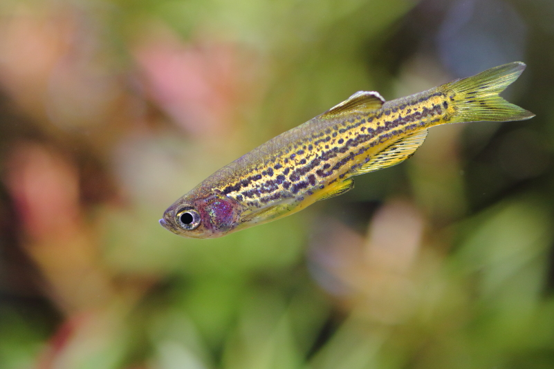 熱帯魚図鑑 愛着のわく可愛い熱帯魚たち 後編 水草動画ブログ
