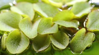 Thumbnail of post image 149