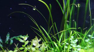 Thumbnail of post image 058
