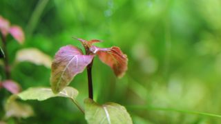Thumbnail of post image 069