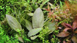 Thumbnail of post image 051