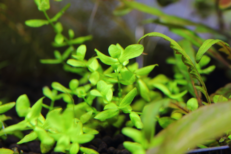 南米ラージパールグラス 葉につく気泡が美しい小型のラージパールグラス 水草動画ブログ