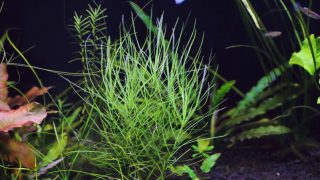 Thumbnail of post image 073