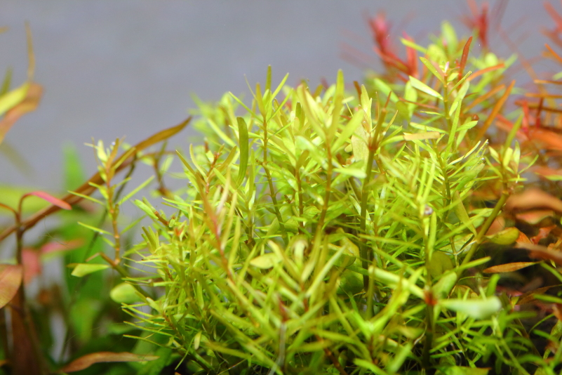 ロタラロトンディフォリアピンク 群生した茂みが美しい水草 水草動画ブログ ロタラロトンディフォリアピンク 群生した茂みが美しい水草 水草動画ブログ