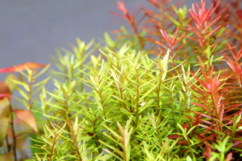 ロタラロトンディフォリアピンク 群生した茂みが美しい水草 水草動画ブログ ロタラロトンディフォリアピンク 群生した茂みが美しい水草 水草動画ブログ