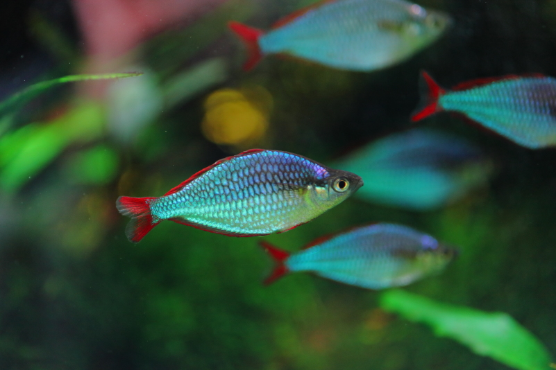 プロが選んだ21種類の美しい熱帯魚 水草動画ブログ