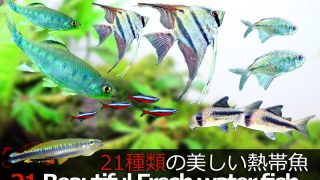 Thumbnail of post image 072