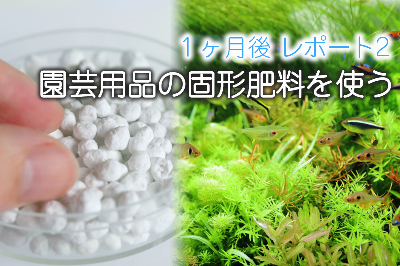 園芸用品の固形肥料を使ってみる マグァンプｋ １ヶ月後 水草動画ブログ