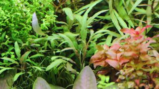 Thumbnail of post image 019