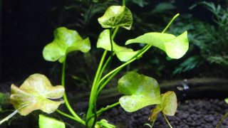 Thumbnail of post image 089