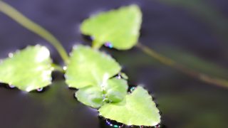 Thumbnail of post image 058