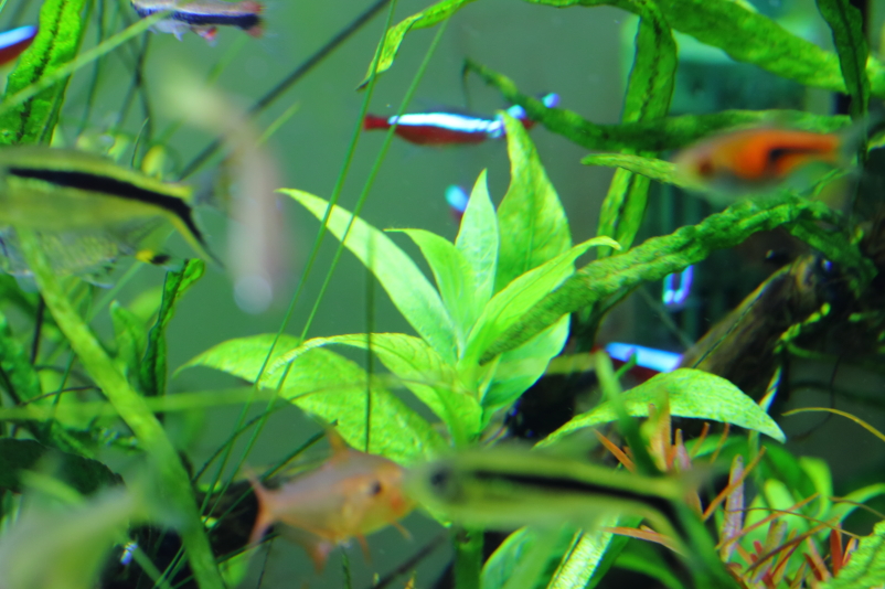 ハイグロフィラ サリチフォリア 黄緑色の広い葉が美しい有茎草 水草動画ブログ