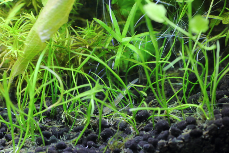 ロングリーフ コブラグラス ショート コブラグラスと比較 水草動画ブログ ロングリーフ コブラグラス ショート コブラグラスと比較 水草動画ブログ