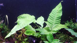Thumbnail of post image 147
