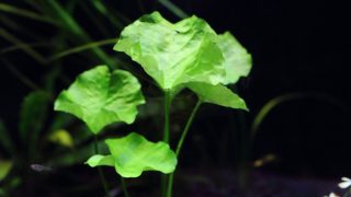 Thumbnail of post image 176