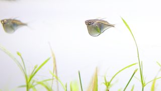 Thumbnail of post image 064
