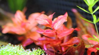 Thumbnail of post image 154