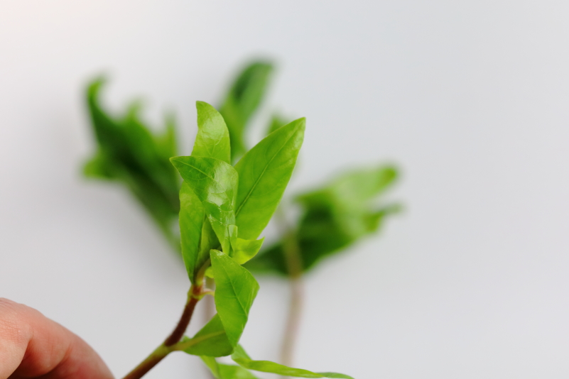 ハイグロフィラ サリチフォリア 黄緑色の広い葉が美しい有茎草 水草動画ブログ