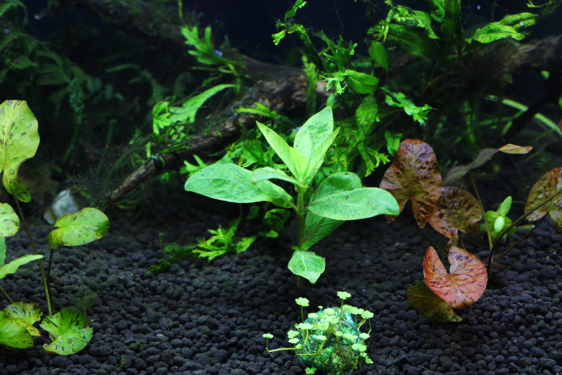 ハイグロフィラ サリチフォリア 黄緑色の広い葉が美しい有茎草 水草動画ブログ