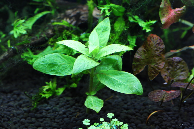 ハイグロフィラ サリチフォリア 黄緑色の広い葉が美しい有茎草 水草動画ブログ