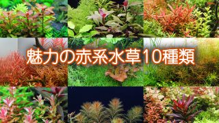 Thumbnail of post image 105