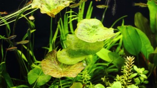 Thumbnail of post image 069