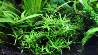 Thumbnail of post image 149