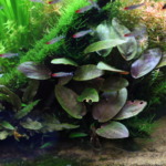 ラゲナンドラ ミーボルディ レッド