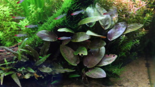 ラゲナンドラ ミーボルディ レッド