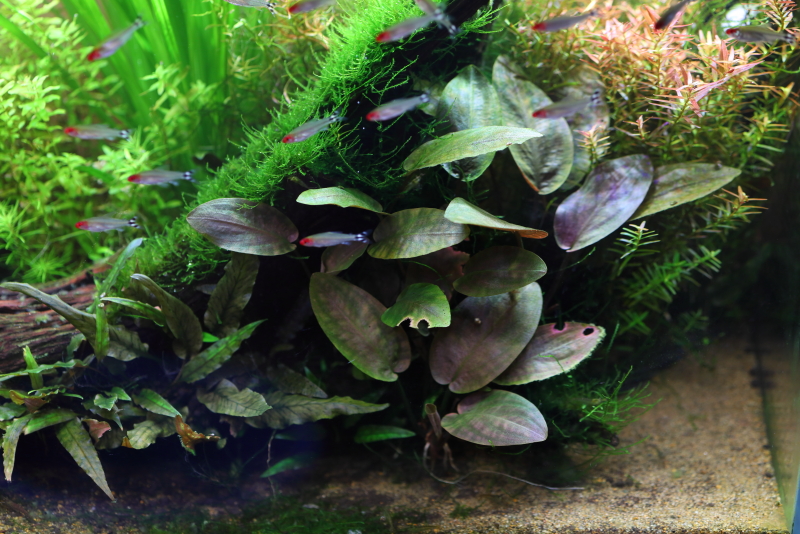 ラゲナンドラ ミーボルディ レッド