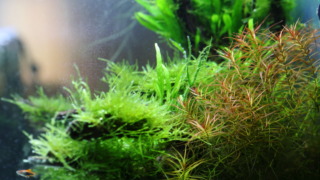 Thumbnail of post image 158